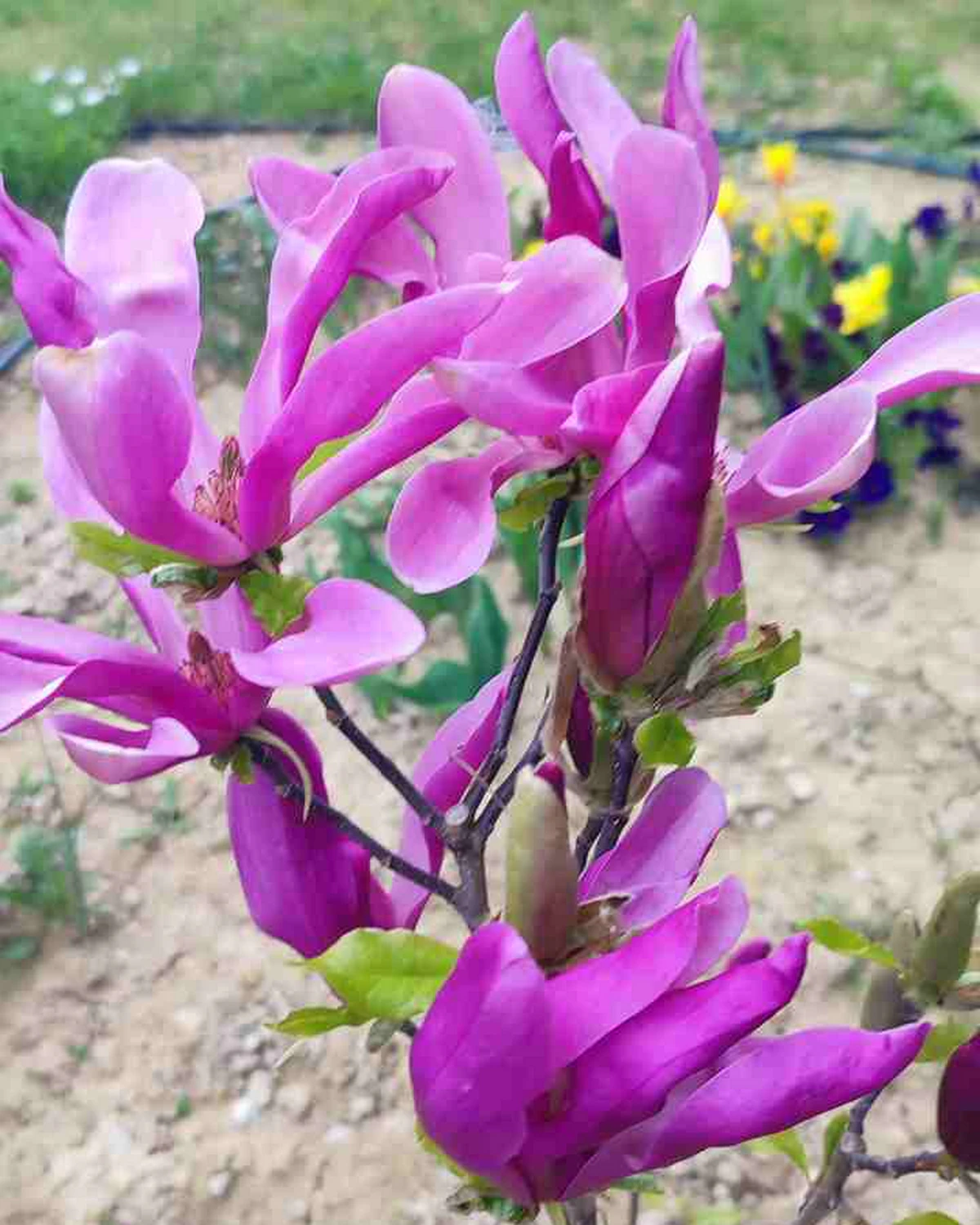 ungarnwohnung flower _11
