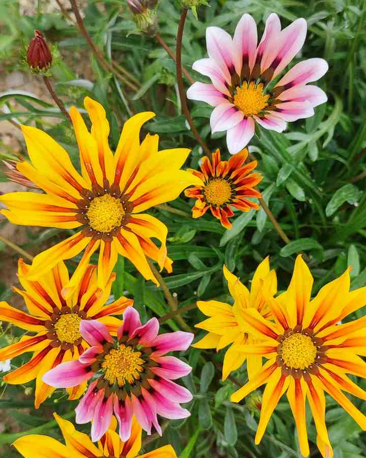 ungarnwohnung flower _12