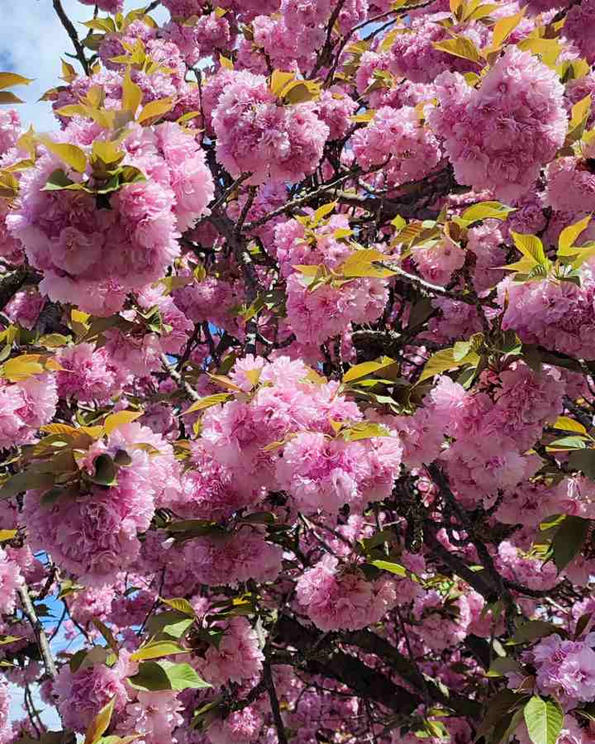 ungarnwohnung flower _13