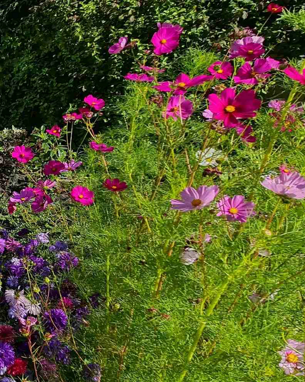 ungarnwohnung flower _2