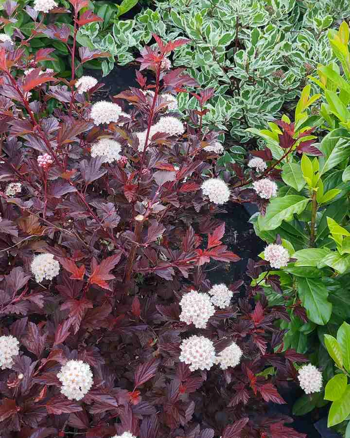 ungarnwohnung flower _3