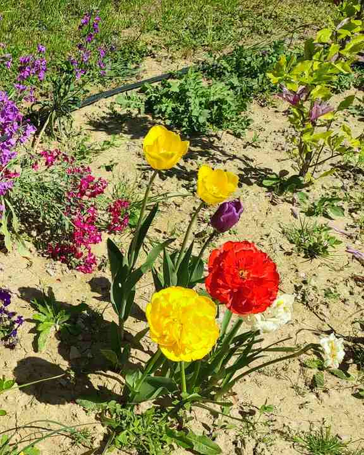 ungarnwohnung flower _4