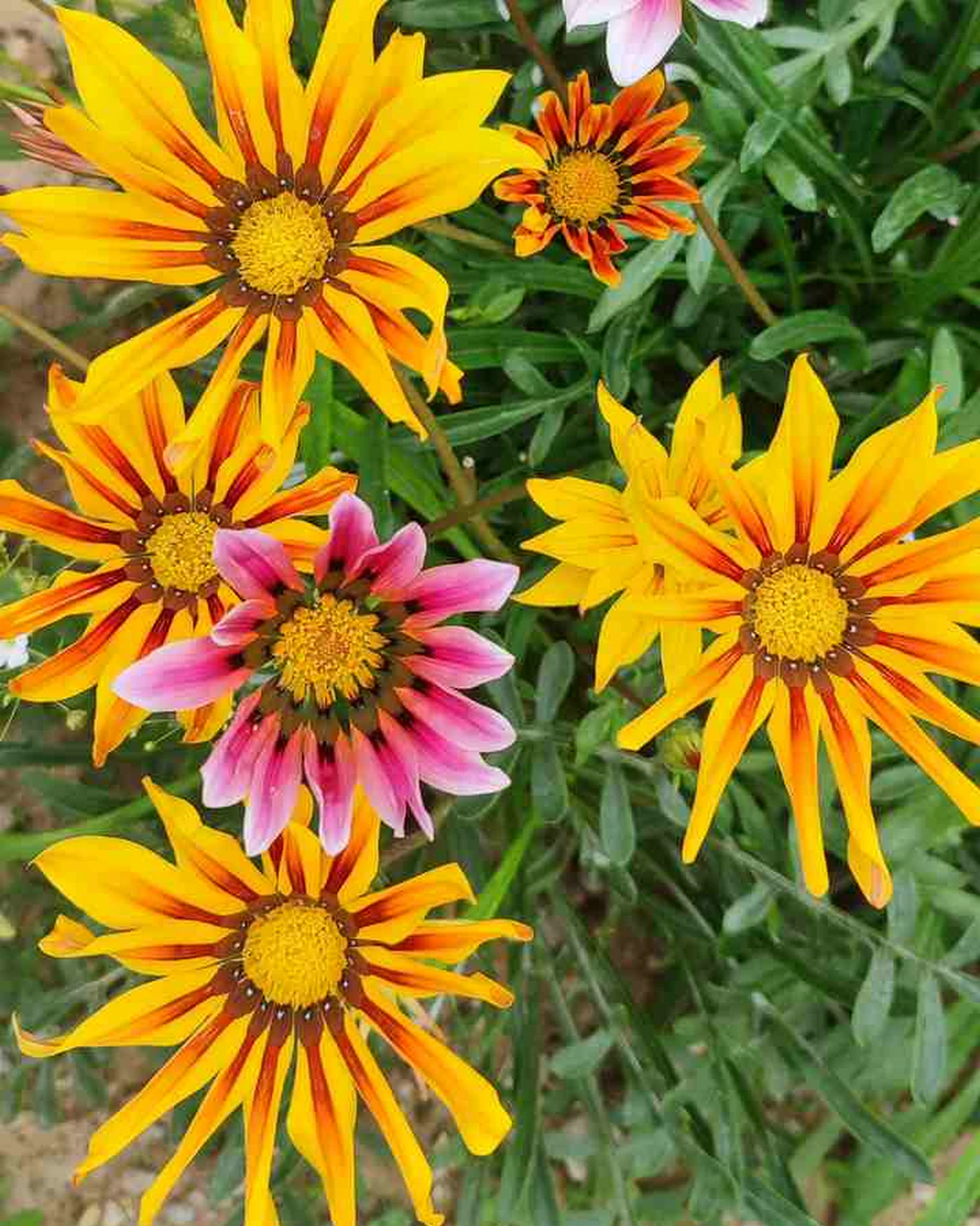ungarnwohnung flower _5